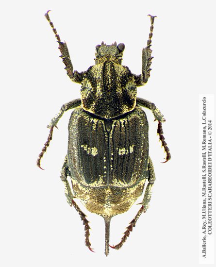Valgus hemipterus, femmina